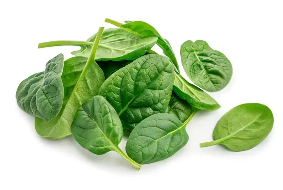 Épinard frais