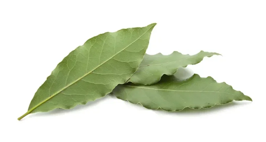 Laurier