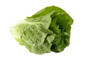 Laitue romaine