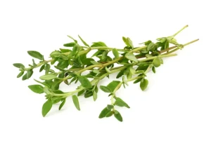 Thym frais