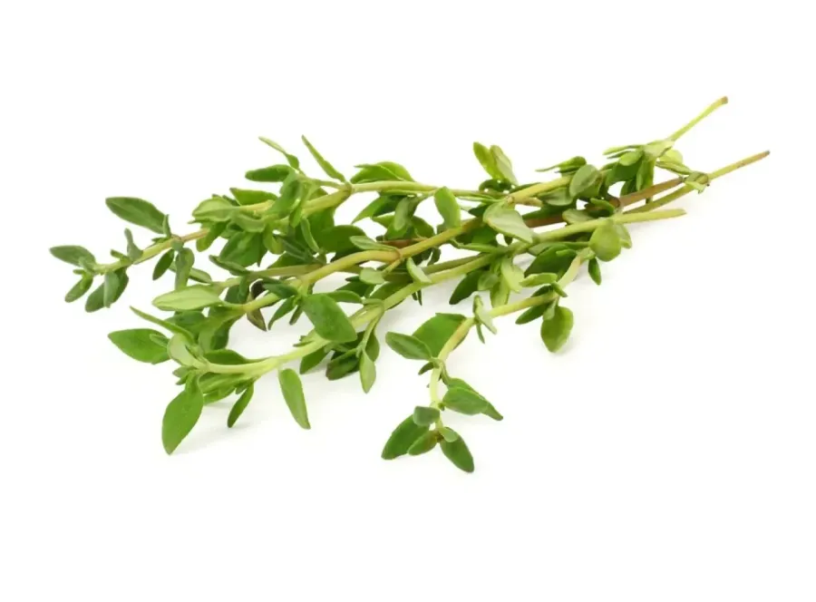 Thym frais
