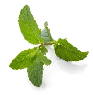 Menthe fraîche