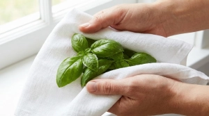 Étape 3: Lavez délicatement les feuilles de basilic à l'e...